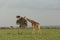 Grazing giraffe in the Maasai Mara
