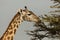 Grazing giraffe in the Maasai Mara