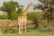 Grazing giraffe in the Maasai Mara