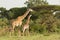 Grazing giraffes in the Maasai Mara