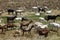 Grazing goats