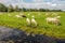 Grazing goats in a Dutch meadow