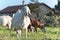 Grazing goats in the green fields of Cyprus