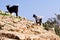 Grazing Goats On The Island Of Leros, Greece, Europe