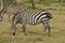 Grazing Grants zebras