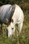 Grazing Gray Horse