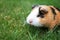 Grazing guinea pig on grass on a beautiful sunny spring day