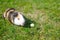 Grazing guinea pig on grass on a beautiful sunny spring day