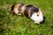 Grazing guinea pig on grass on a beautiful sunny spring day