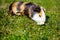 Grazing guinea pig on grass on a beautiful sunny spring day