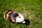 Grazing guinea pig on grass on a beautiful sunny spring day