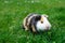 Grazing guinea pig on grass on a beautiful sunny spring day