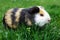 Grazing guinea pig on grass on a beautiful sunny spring day