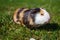 Grazing guinea pig on grass on a beautiful sunny spring day