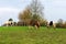 Grazing gypsy horses