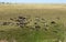 Grazing herd of cows and sheep