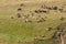 Grazing herd of cows and sheep