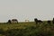 Grazing Herd of Dartmoor Ponies