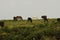Grazing Herd of Dartmoor Ponies