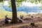 Grazing herd of goats in the Dutch former quarry of the Curfsgroeve near the village Meerssen.