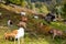 Grazing herd of goats  on a multi colored hill nearby Menzenschwand, Black Forest