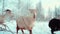 Grazing Herd of goats on snowy winter Pasture. One goat is looking to the camera