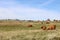 Grazing Hereford cattle, hillside farm in Cumbria