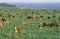 Grazing Hereford cattle, on PCH, CA