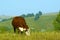 Grazing hereford cow