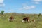 Grazing Hereford cows