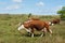 Grazing Hereford cows