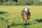 Grazing Hereford cows