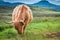 Grazing highland cow on green field, Scotland