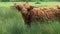 A grazing highland cow looks up startled.