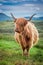 Grazing highland cow in Scotland, UK