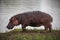 Grazing Hippo Hippopotamus amphibius 15112