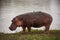 Grazing Hippo Hippopotamus amphibius 15114