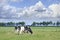 Grazing Holstein-Friesian cow in a green Dutch meadow.