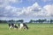 Grazing Holstein-Friesian cow in a green Dutch meadow.