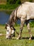 Grazing horse