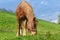 Grazing Horse with bridle on hillside