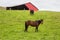 Grazing horse and Cow next to the barn