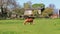 Grazing horse in an english meadow