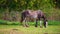 Grazing Horse Grazes for Grass