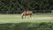 Grazing horse on a green meadows