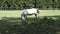 Grazing horse on a green meadows