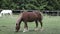 Grazing horse on a green meadows