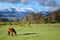 Grazing horse in Lanin National Park