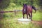 Grazing horse in the meadow