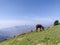 A grazing horse on the meadows of upper Himalayan region. Uttarakhand India